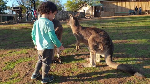 Young kid feeding and petting a kangaroo