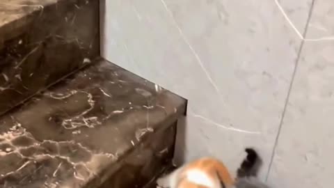 Funny, cute cats, dog, monkey, animal video