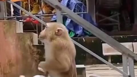 Funny animal video 🐱