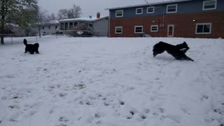 Winter fun with the newfies