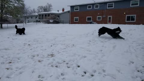 Winter fun with the newfies