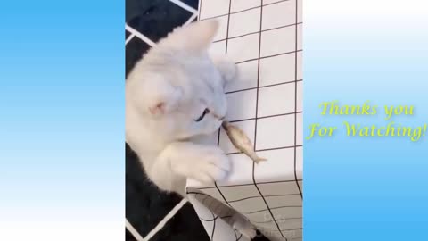 Funny cat video. MEMES. CUTE CAT VIDEOS