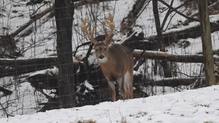 The oldman (Popeye) on a wet snowy morning.