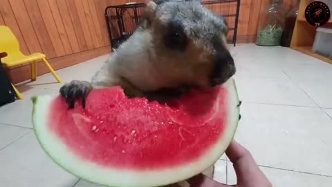 Pet enjoy tha watermelon 🍉🍉