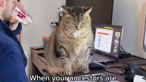 Making my ancestors proud #fatcat #fatcatsoftiktok #fatcatsociety