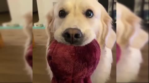 Golden retreiver playfull