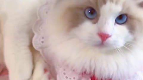 Aww cute cat videos funny Vol5❤️