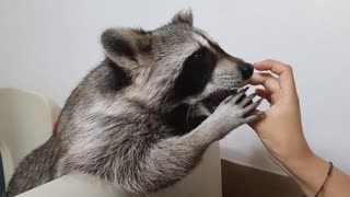 Raccoon eating grapes in a cute way