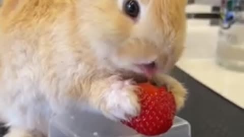 CUTE BUNNY EATING STRAWBERRY