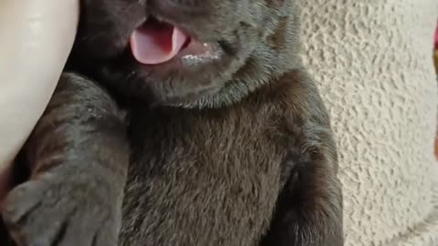 Adorably baby labrador getting coudles from his owner