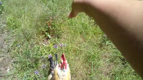 Chicken jumps for treats