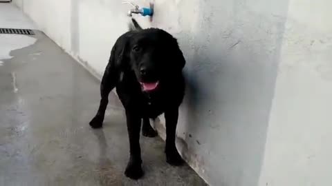 Dog Turns On The Outside Tap To Cool Off
