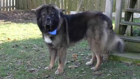 Why would ANYONE want a Caucasian Shepherd?