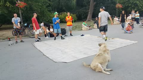 Breakdancing Doggy Joins Performance