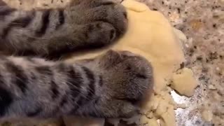 Cats and cookies