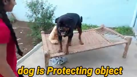 Dog Showing All Training Skills Well Trained Dog // Dog Protection Skills
