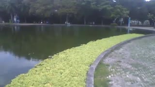 Mostrando um lindo lago com plantas aguapé no museu de ciências [Nature & Animals]