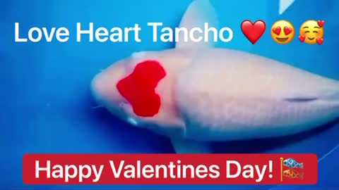 Valentines Day Tancho Kohaku ❤️😱🎏