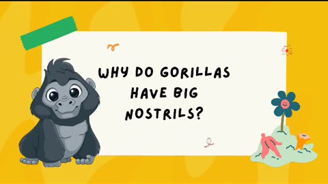 Why does the gorilla have big nostrils / Joke