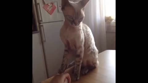 a collection of animals acting funny