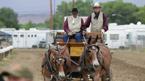 Wildest, Funnest, Mule-kickin show in the West!