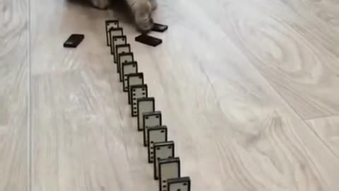 Cat plays with dominos!!