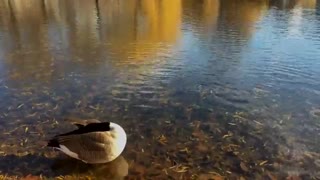 Goose swimming in the lake at noon