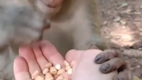 Monkey eat dryfruit