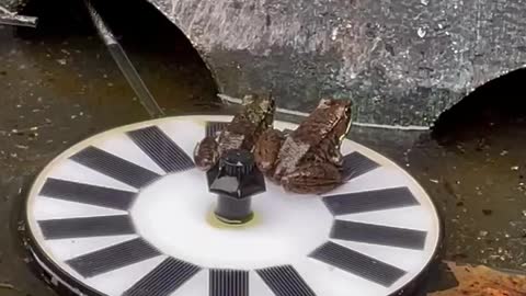 Frogs like solar bird bath