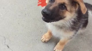 Baby german shepard attacks orange toy