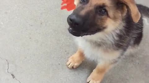 Baby german shepard attacks orange toy