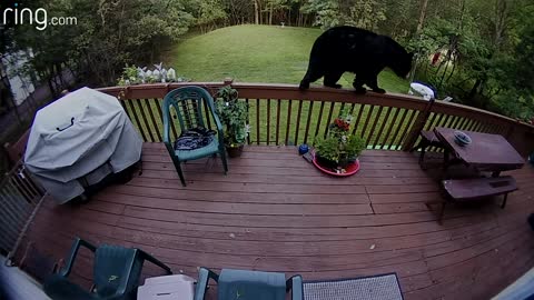 Bear Climbs On Rail