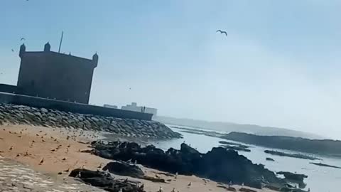 the Seagulls of Essaouira