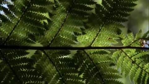 Kakapo: Flightless Parrot | Benedict Cumberbatch | BBC Earth