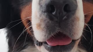 Bernese Mountain Dog nose boop