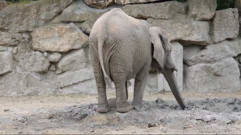 Elephant cute baby