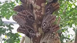 An amazing kaleidoscope of Owl Moths.
