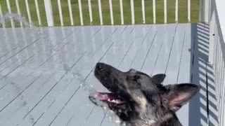 German Shepherd Dog Cools Off in Heat Wave