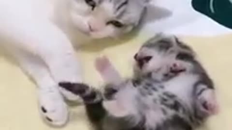 cat hugs kitten having a nightmare