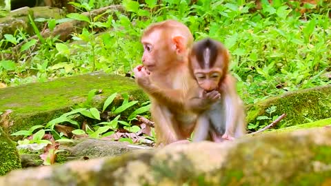 Look so lovely funny video of a monkey full of love