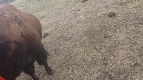 Fun on the Farm - Bison calfs