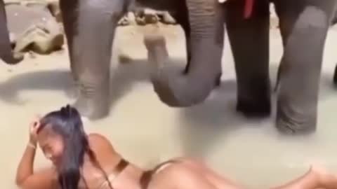 elephant massages woman 🐘🐘😂😂