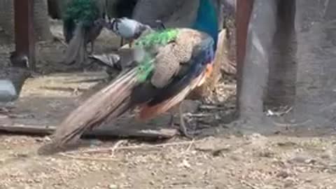 A peacock with disorderly feathers