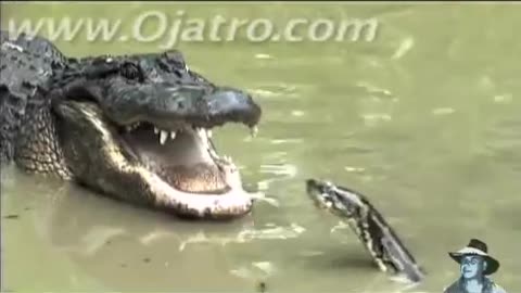 Python vs Alligator 01 -- Real Fight -- Python attacks Alligator