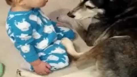 The baby falls asleep before the dog