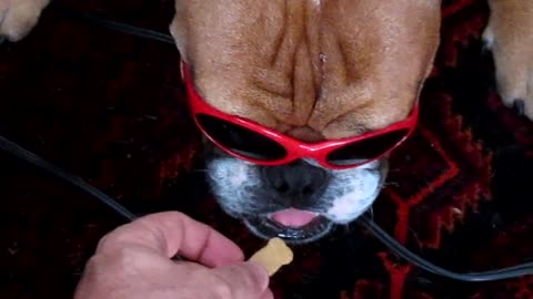 English Bulldog absolutely furious about wearing sunglasses