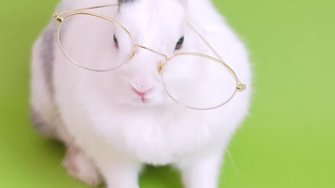 Beautiful bunny with glasses