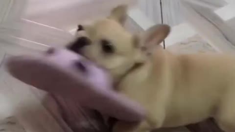 Top Funny Cute Dog Videos and TIKTOK Compilation