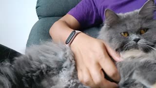Head Rubs for Clingy Cat