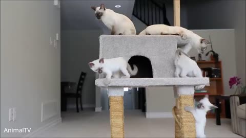 Siamese Kittens Playing - Cute Compilation